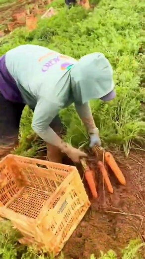 The fastest skill to harvest carrots #farming #shorts