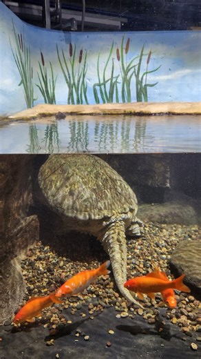 Happy Hatch Week to Big Snap Daddy, our resident common snapping turtle! This year, we celebrate his 96th birthday. Just like an iceberg, most of his 98 pounds are found below the surface, but unlike an iceberg, he enjoys eating trout, venison, and bison to grow even bigger and stronger. This enormous snapping turtle has been in our care since 1994 when he was caught near Peru, Nebraska by an angler. We are grateful to have him as an ambassador animal who has taught many people that snapping tur