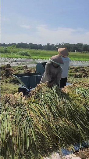 village farming that uses simple methods when threshing rice #shorts