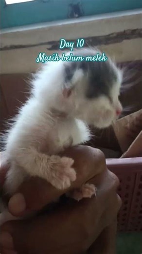 masih belum melek hari ke 10 #kitten #kucinglucu #piko&mimi