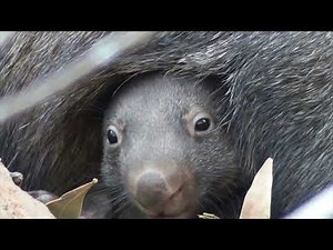 Baby Wombat's first steps