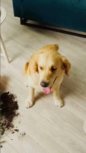 The Most HILARIOUS Dog Training Fails