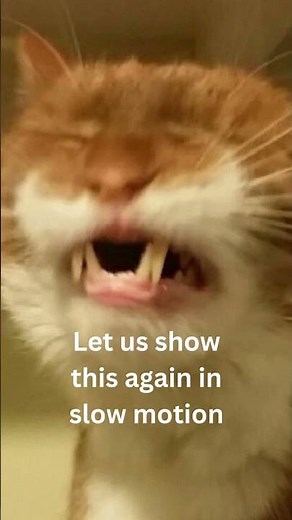 Frog Tongue Catching Bug Slow Motion #shorts