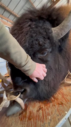 Bison are North America’s National animal 😁👏 I clearly understand now !!! Brandy and Benny are so amazing in every way ❤️. They have become so extremely important to me 😎👍. Folks keep in mind my buddy Benny is about 1400 pounds at only 18 months . As a mature bull he will be at least 2,400 pounds but actually in captivity they can go 3,000 pounds 💪🦬 | Rustic Retreat Deer Park