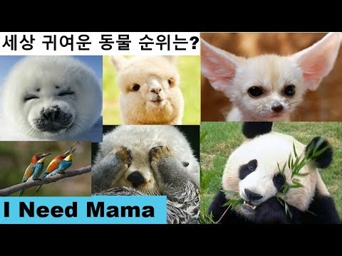 CNN이 선정한 세상에서 가장 귀여운 동물 순위는?