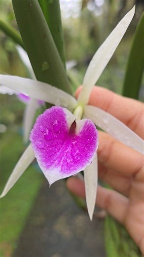 Brassocattleya Katherine H. Chatham 'Nippon' It is an orchid hybrid originated by Flickinger in 1960. It is a cross of B. nodosa x C. labiata. This specific 'Nippon' clone is a select remake from Japan, highly regarded for its vigorous growth and easy-care nature. The flowers have excellent substance, fragrant and compact. The petals and sepals are white, the trumpet-shaped lip is large and magenta colored. #anggrek #orchidlovers #pecintaanggrek #cattleya #pecintaanggrekindonesia #orchid #orchid