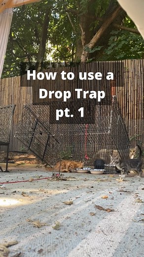 Heidi Wrangles Cats on Instagram: "Bear with me on this slightly longer video. Today I’m showing you how to use a drop trap, one of my favorite trapping tools! In part 2 I’ll show you how to transfer multiple cats from the drop trap into a regular box trap! Also lol at instagram censoring the word crap 臘‍♀️ #catrescue #tnr #droptrap"