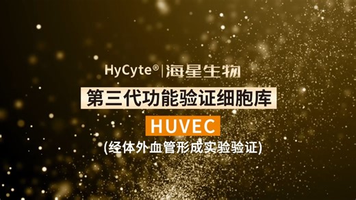 人脐静脉内皮细胞(HUVEC)(经体外血管形成实验验证)