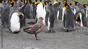 Southern Skua in Antarctica