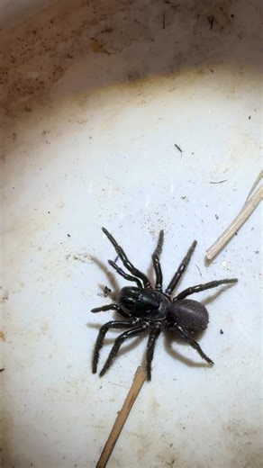 Deadly SPIDER IN THE WORLD.Sydney funnel-web spider | Road trip in Australia