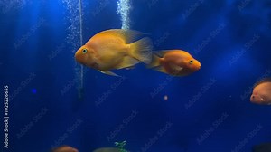 Gold fish fun swimming in a aquarium