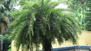 Phoenix sylvestris (Also called sylvestris, silver date palm, Indian date, sugar date palm, wild date palm, palem kenari) in the garden
