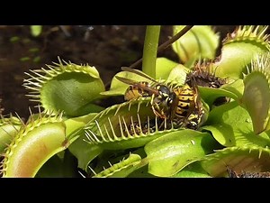 Yellow Jackets Captured by Venus Fly Trap || ViralHog
