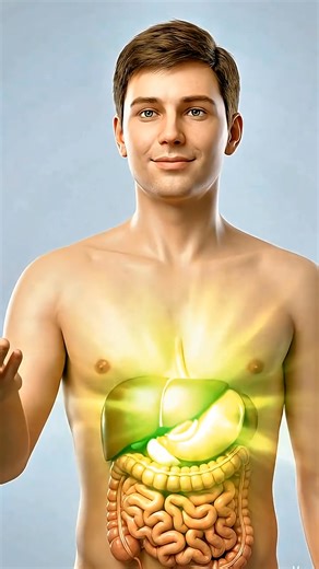What Happens If You Eat Egg? | Egg Health Benefits. In this video, we track the journey of an egg through your digestive system, from the first chew to nutrient absorption and its incredible effects on your body. ⚠️Disclaimer: This is a computer generated 3D animation for learning purposes only. Not medical advice always consult a qualified health professional for real concerns. [ SUBSCRIBE & CONNECT Subscribe for more health tips ] (Video Content based on the digestion and benefits of an egg.) 