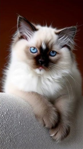 Adorable ragdoll kitten with crystal blue eyes and fluffy elegance 💎🐾 #catlab