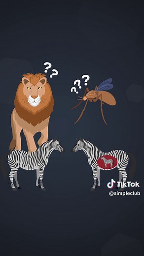 Haben Zebras schwarze oder weiße Streifen?