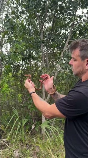 WILD Corn Snake In Florida!