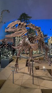 163K views · 1.3K reactions | Dig into dinosaur history in Fukui秊✨...