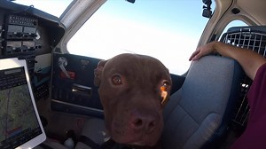 4.3K views · 933 reactions | When you're on a rescue flight but unsure of the camera :D | Flying Fur Animal Rescue | Facebook