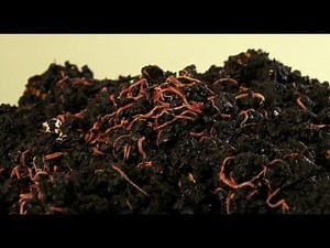 ¿CÓMO PRODUCIR HUMUS DE LOMBRIZ / Abono ORGÁNICO?