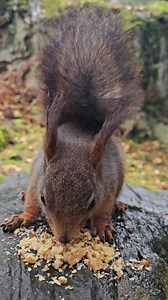 7.1K views · 372 reactions | Kompis i sakte og mindre sakte film/Buddy in slomo | Tor Arne Lamo | Facebook