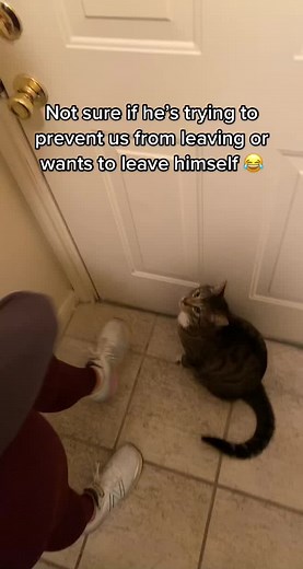 “Open the door or i’m gonna throw rocks through your window” #catsoftiktok #cattok