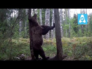 Wild Bear Scratches Against a Tree | Rare Camera Trap Footage