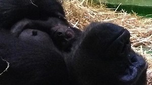 Watch a Baby Gorilla Being Born!