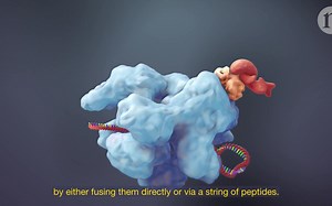 【生物/基因工程】CRISPR：不只是基因编辑