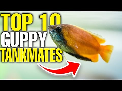 The 10 Best Guppy Tank Mates 🐟