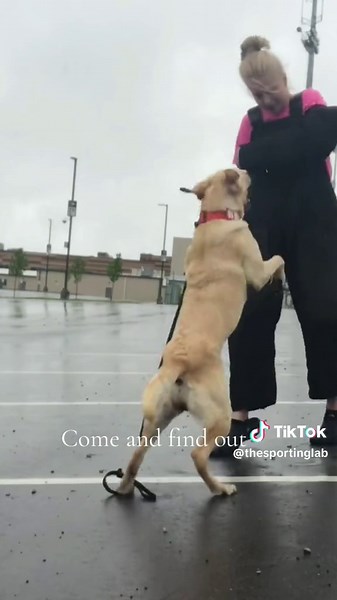 Labrador Bite Work Training: Muzzle, Protection, and More