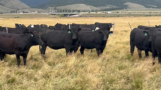 131K views · 1.4K reactions | 250 head of Angus bred heifers bred to #MostoftheBest bulls. Calving February 1 for 45 days. Big, stout heifers that ran in high elevation this summer. Will weigh over #1000 coming off grass. Even set that will calve easy. Located in North Platte, NE. $4,☝數數. | TD Angus at Rishel Ranch | Facebook