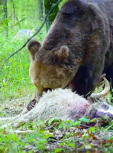 Exploring the Fascinating World of Wildlife Animals