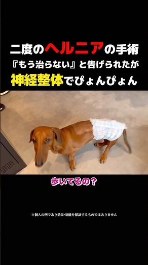 A dog who had hernia surgery was unable to stand, but after neurological treatment he was transfo...