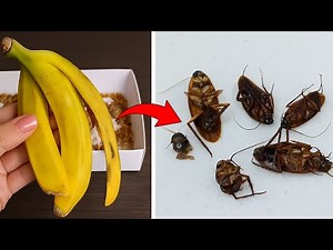 Kill Roaches Overnight Without Using Pesticides!|Clever Tricks
