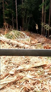 yoder logging redwood