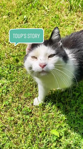 Toup's Story: The Biscuit Factory Cat | 21 Cats & Counting!
