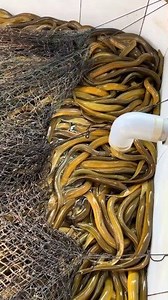 645K views · 6K reactions | Panen belut media kolam Air jernih lebih efisien #budidayabelut #carabeternakbelut | Ade Brajamusti | Facebook