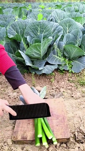 Sk 2940 mini rotary tillage and ridging one one tree short view #travel #beach #flowers