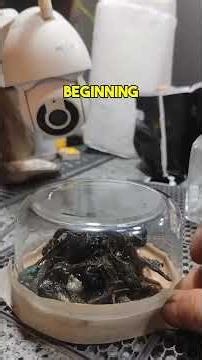 He Found An Alien In His Backyard…