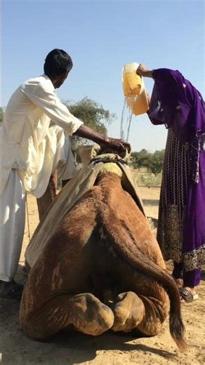 يقوم مزارع بتحميل جمل بكمية كبيرة من الماء تحت أشعة الشمس الحارقة|| #حياة_الصحراء #الجمل #shorts