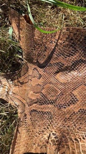 11 foot long vintage African python leather skin | Taxidermy #shorts