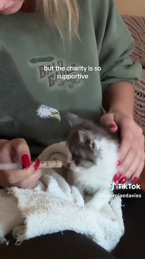 Fostering Kittens in Melbourne | A Free and Heartwarming Experience