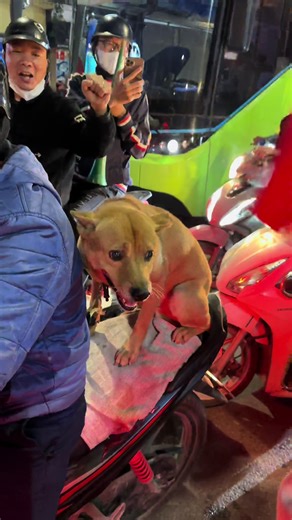 Việt Nam zô địch,nhìn gì mà nhìn hấu hấu🐒 #seagame33 #dibao #vietnam #bongda