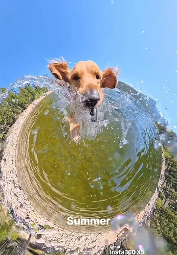 Golden Retriever's Four Seasons Adventures