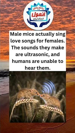 Male mice actually sing love songs for females. The sounds they make are ultrasonic, and humans