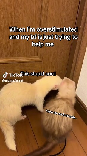 Understanding Ferret Behavior in Relationships