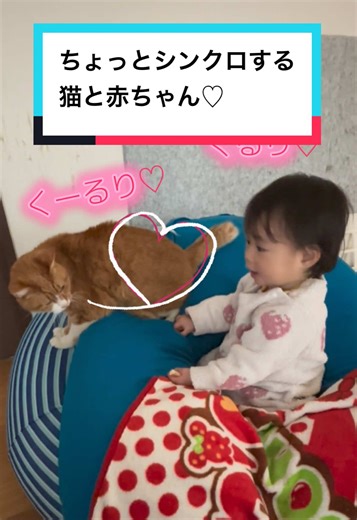 仲良し組さんあつまれ〜✨ のほほんタイム 途中気合いだー！エイエイオー！みたいな始まった🤣 相変わらずお嬢の近くで動かず待つの姿勢のちゃー🐈✨ #茶トラ猫 #赤ちゃんと猫 #baby #cat #fyp