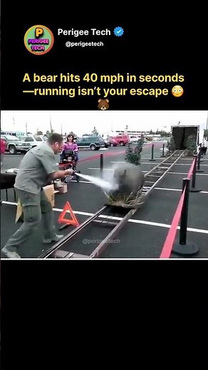 A Bear Can Hit 40 MPH… You Can’t Escape 😳🐻
