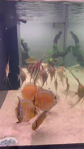 14K views · 556 reactions | The new Tefe Greens that just arrived in the 5" variety and the larger Atabapo Altums. Pure adrenaline!!! | Jack Wattley Discus | Facebook